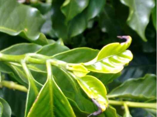 Cafeeiro com deficiência de boro