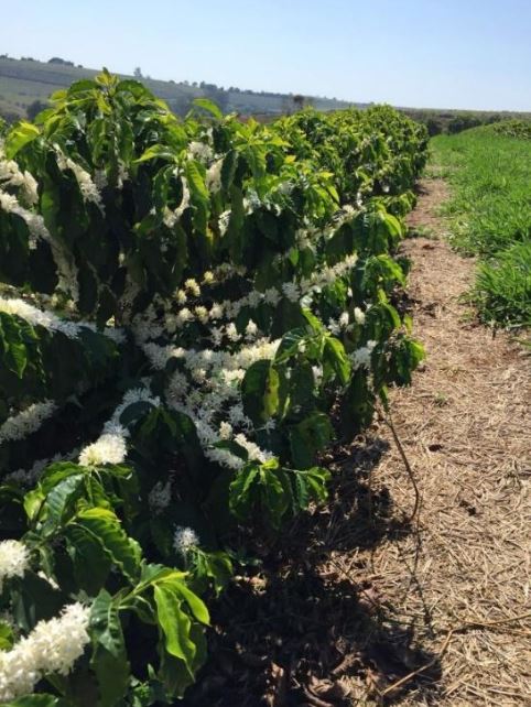 Florada da lavoura de café