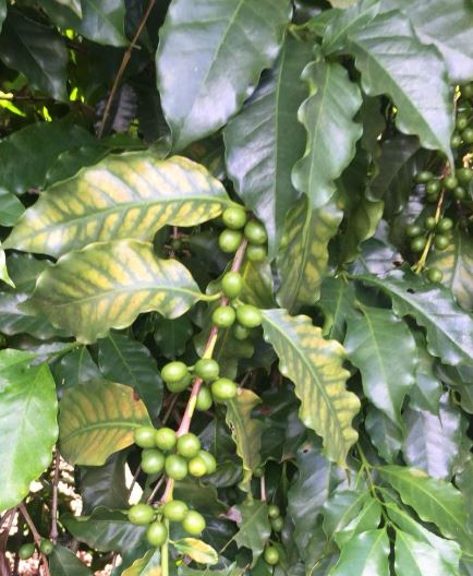 Sintomas de deficiencia de magnésio no café