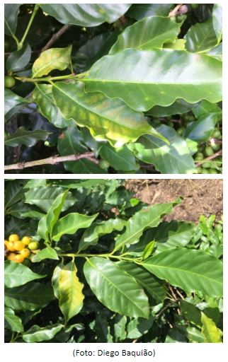 Sintomas de deficiência de magnésio no café