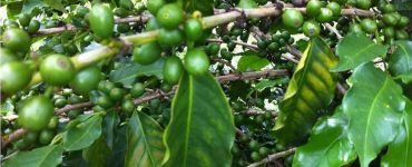 Cafeeiro com sintomas de deficiência de magnésio