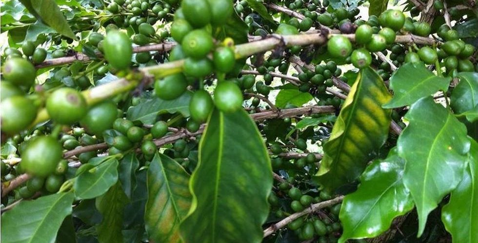 Cafeeiro com sintomas de deficiência de magnésio
