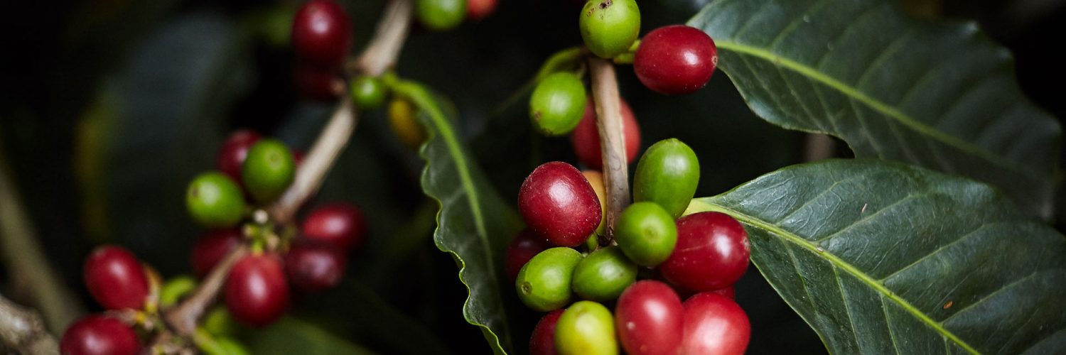 café maduro e verde