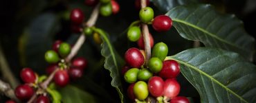 café maduro e verde