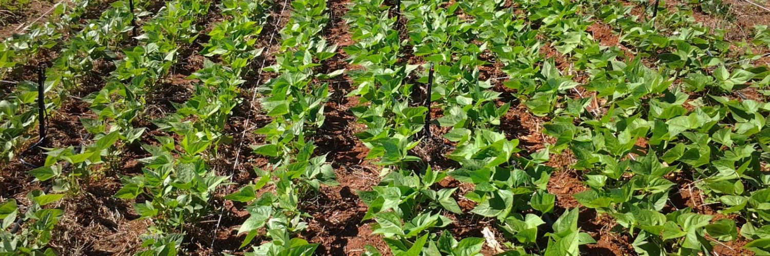 plantação de feijão
