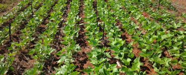 plantação de feijão