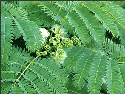 Enterolobium Contortisiliquum