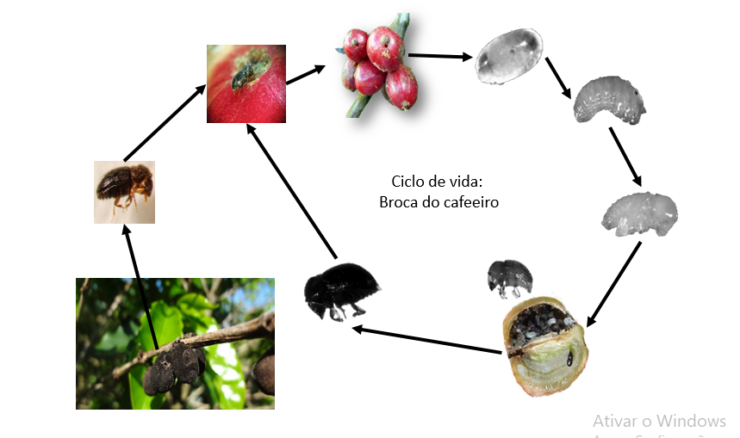 Ciclo de vida da broca-do-café