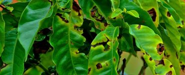 mancha aureolada no cafeeiro