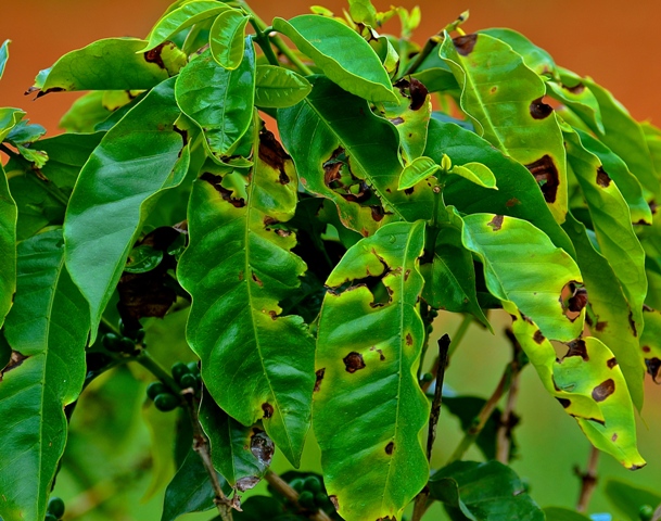 mancha aureolada no cafeeiro