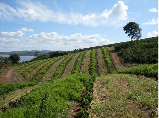 Cafeeiro com mato na entrelinha
