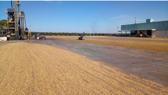 Café descascado em terreiro