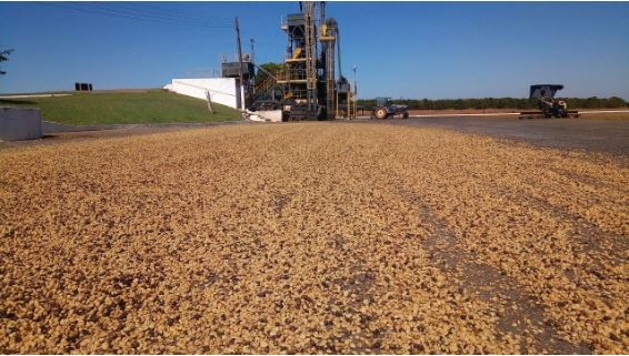 Café Cereja descascado no terreiro