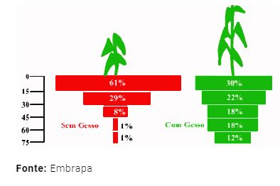 Desenvolvimento do sistema radicular 