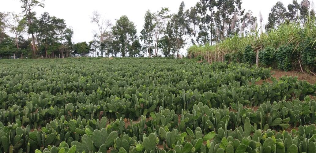 plantação de palma forrageira