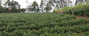 plantação de palma forrageira