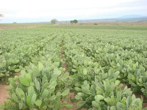 Palma Miúda ou doce