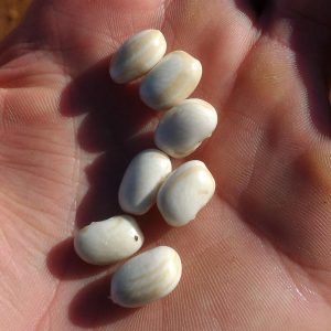 Grãos de feijão carioca