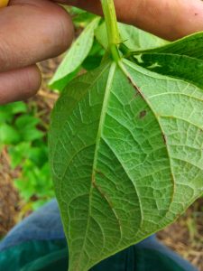  Lesão de atracnose em folha de feijão