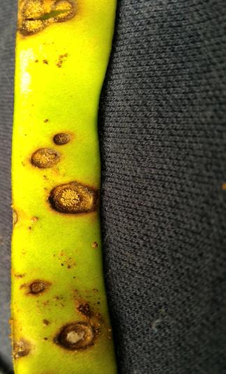 Vagem com sintoma de atracnose