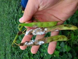 Vagens com sintoma de mofo-branco