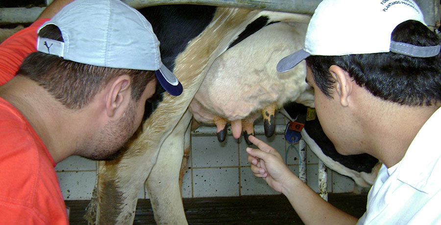 qualidade-do-leite-e-controle-de-mastite-staphylococcus-aureus