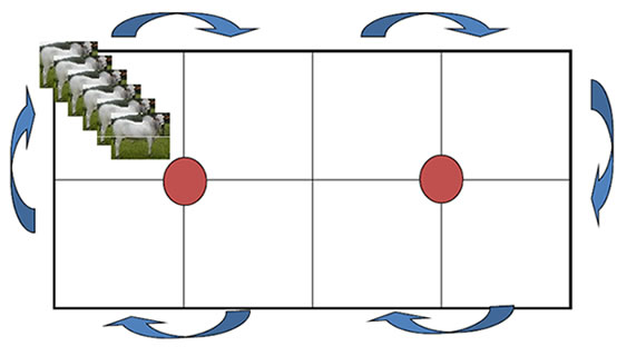 Rotação de pastagem