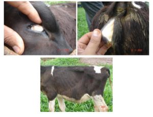 Sinais da tristeza parasitária bovina