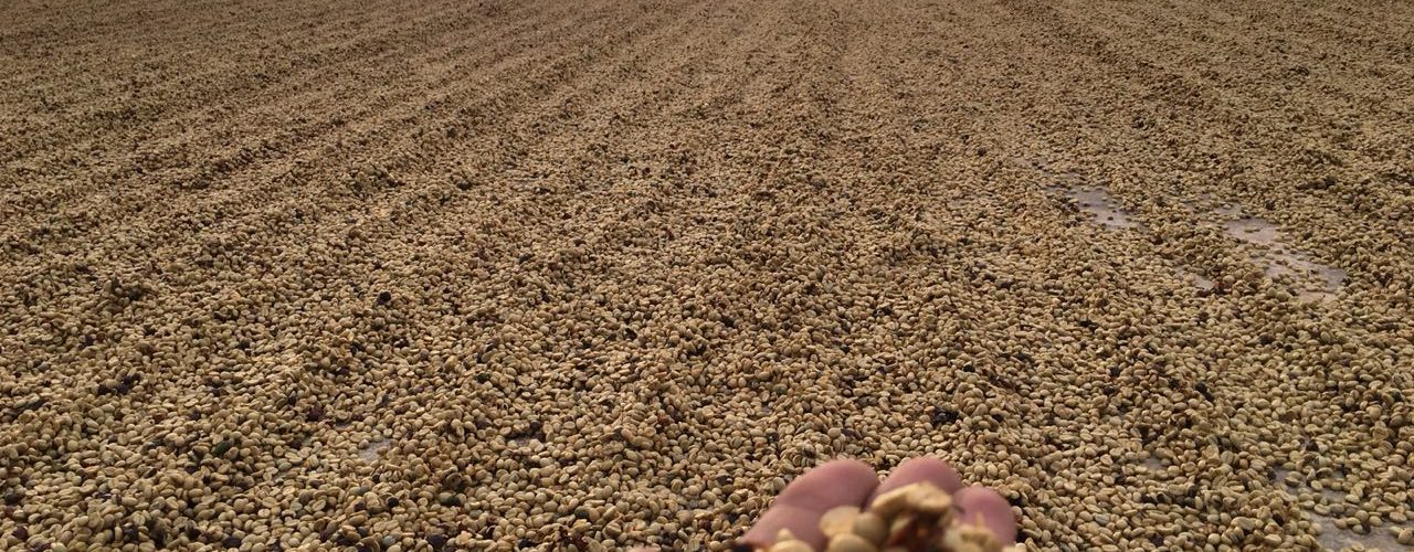 mao segurando cafe em secagem no terreiro