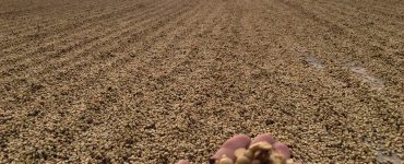 mao segurando cafe em secagem no terreiro
