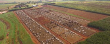 Sistema de produção pecuária de corte