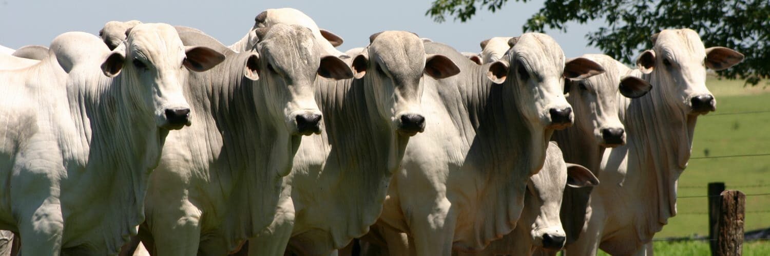 Gado de corte em fazenda