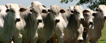 Gado de corte em fazenda