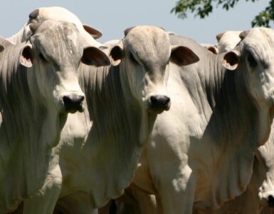 Gado de corte em fazenda