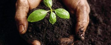 Mão segurando planta