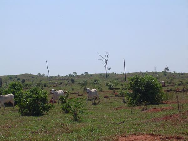 Área de superpastejo