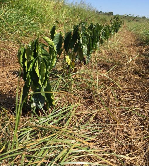 Matocompetição na lavoura de café