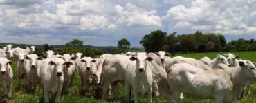 Verminoses em bovinos de corte