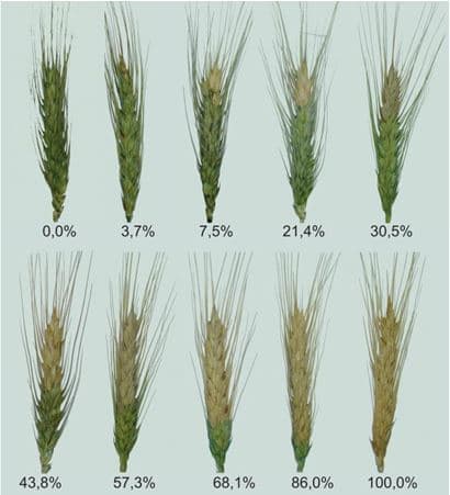 Escala diagramática de brusone no trigo