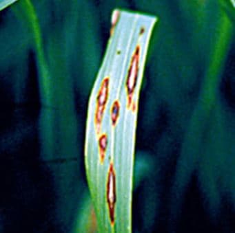 Folha de trigo com brusone