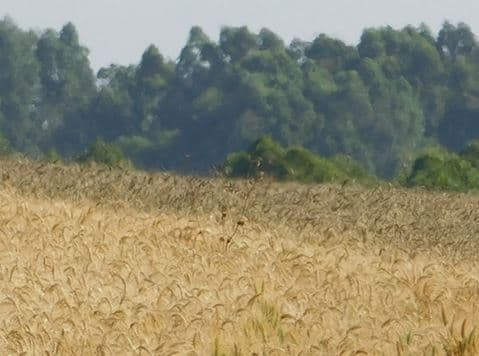 Duas cultivares de trigo