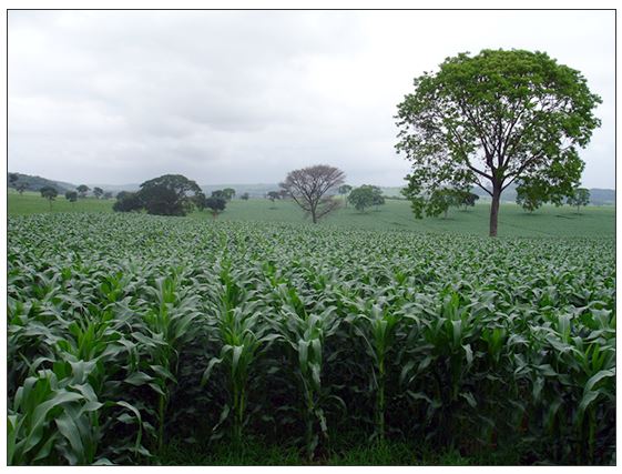 Lavoura de milho para silagem