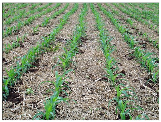 Área de milho sob plantio direto