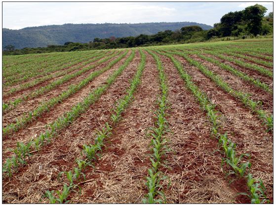 Áreas de milho sob plantio direto