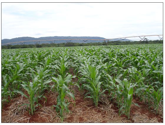 Áreas de milho sob plantio direto