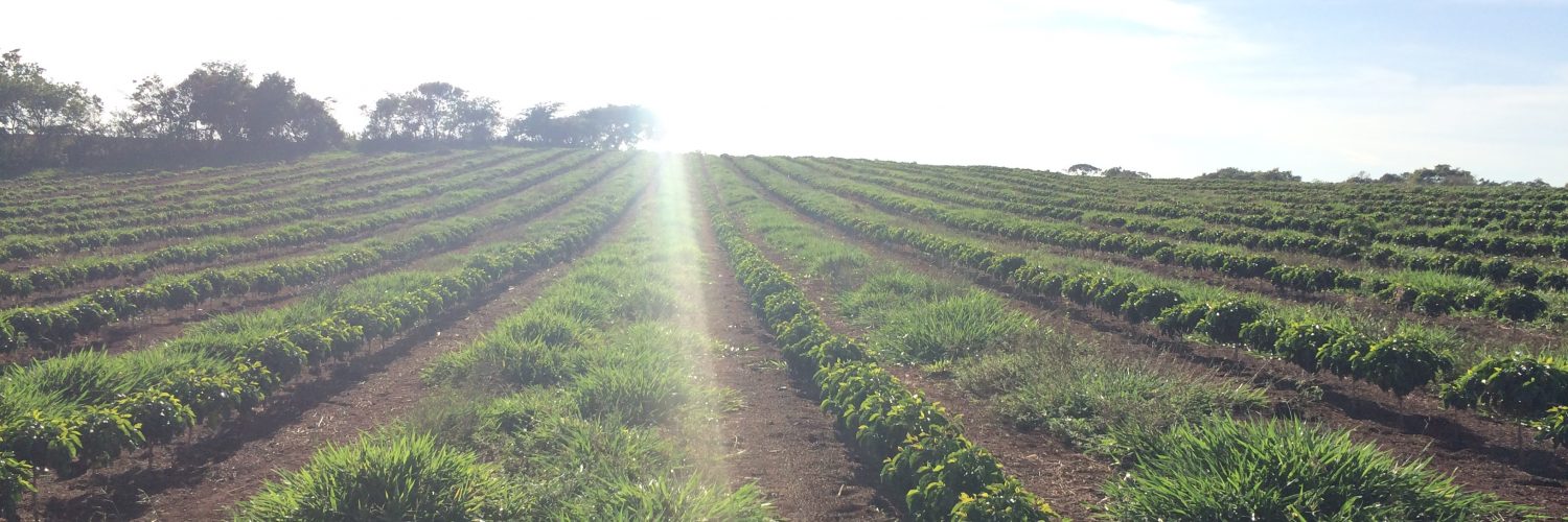 lavoura de café com adubação nitrogenada