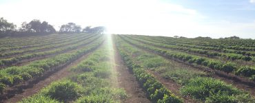 lavoura de café com adubação nitrogenada