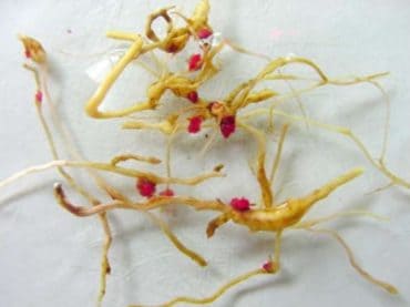 Amostragem de raízes