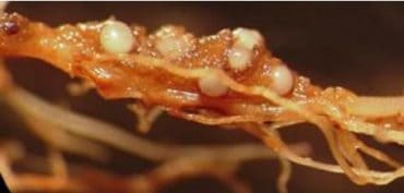 Galhas Meloidogyne