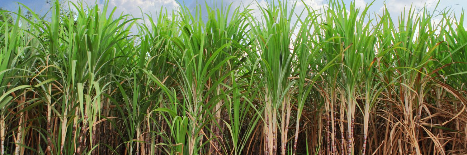 Cana de açúcar